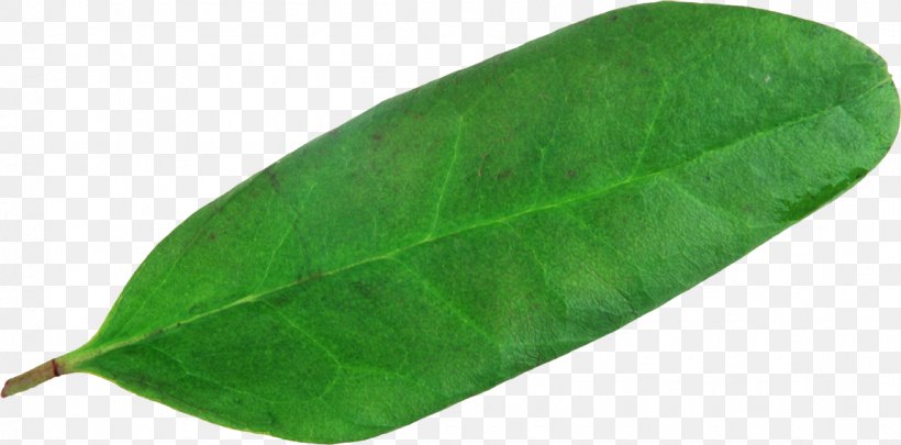 Plant Pathology Green Leaf, PNG, 1150x569px, Plant Pathology, Green, Leaf, Pathology, Plant Download Free