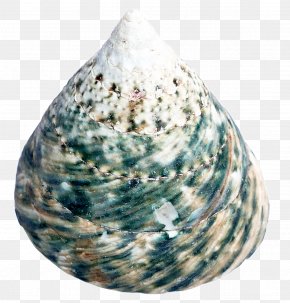 Sea Shell - Cockle Seashell PNG