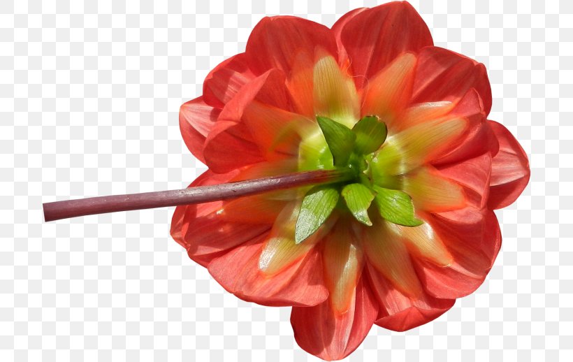 Cut Flowers Petal Flowering Plant Herbaceous Plant, PNG, 700x518px, Cut Flowers, Flower, Flowering Plant, Herbaceous Plant, Petal Download Free
