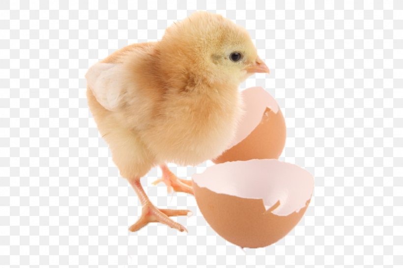 Duck Chicken Goose Bird Quail, PNG, 1024x683px, Duck, Beak, Bird, Bird Egg, Chicken Download Free