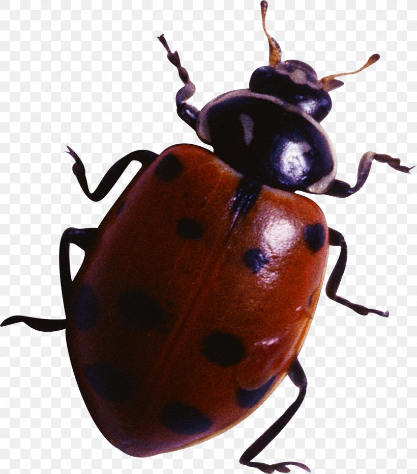 Ladybird Beetle Insect Clip Art, PNG, 1054x1196px, Ladybird Beetle, Animal, Arthropod, Beetle, Book Download Free