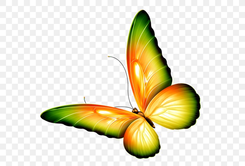The Very Stubborn Butterfly By Chinyere Nwakanma Insect Monarch Butterfly The Beautiful Garden Poems By Chinyere Nwakanma, PNG, 600x555px, Butterfly, Arthropod, Butterflies And Moths, Chinyere Nwakanma, Green Download Free