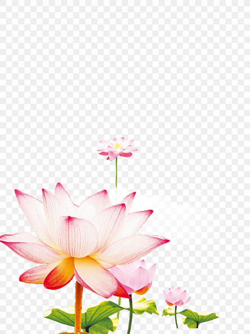 Xiazhi Computer File, PNG, 3543x4724px, Xiazhi, Aquatic Plant, Cut Flowers, Flora, Floral Design Download Free