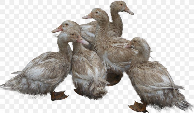 Duck Goose, PNG, 3496x2040px, Duck, Anatidae, Animal, Anseriformes, Beak Download Free