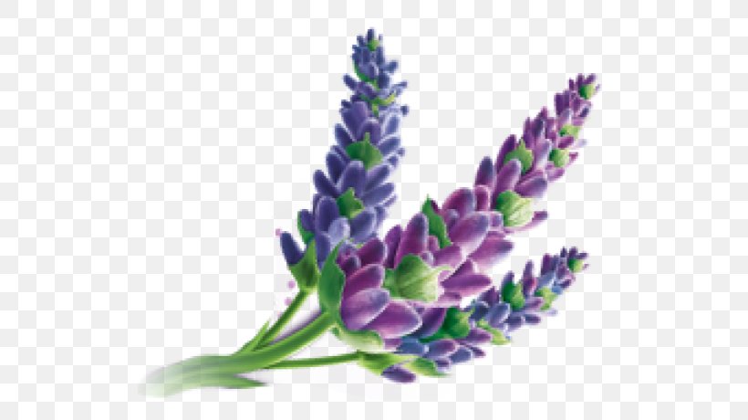English Lavender Oil Massage Downy, PNG, 550x460px, English Lavender, Downy, Flower, Flowering Plant, Lavender Download Free