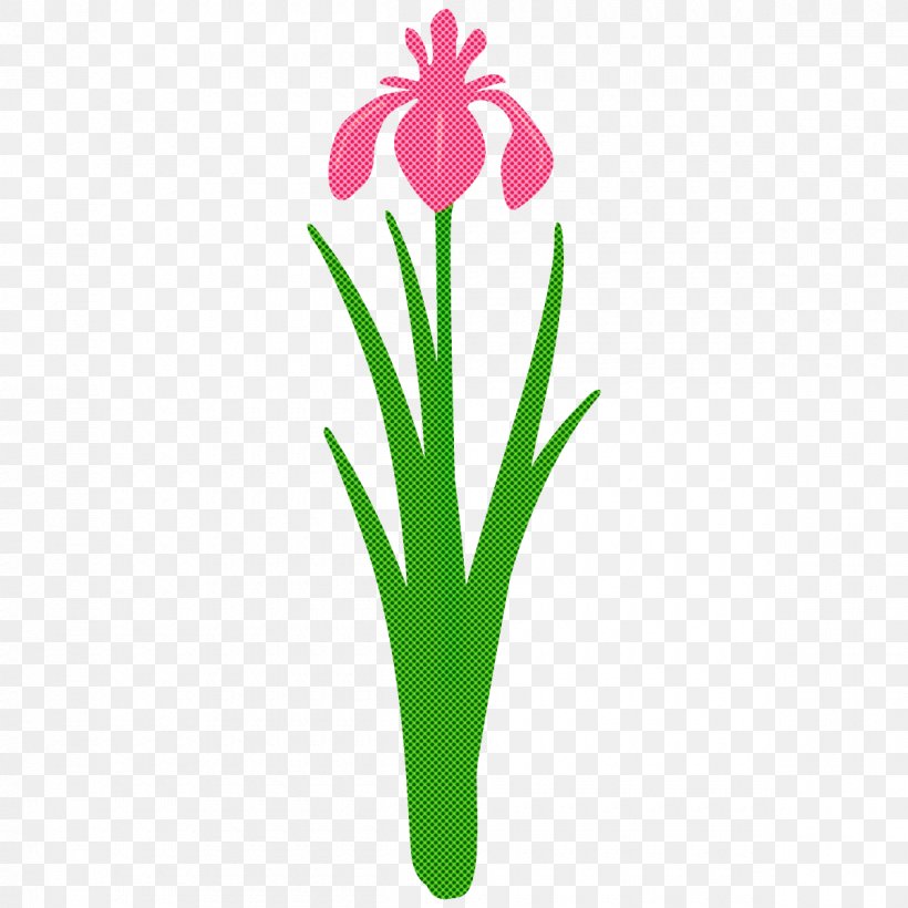 Flower Plant Petal Pedicel Plant Stem, PNG, 1200x1200px, Flower, Iris, Pedicel, Petal, Plant Download Free