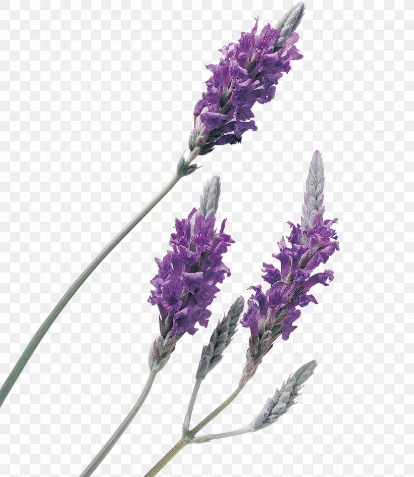 Lavender Oil Perfume, PNG, 3214x3707px, Lavender, Android, English Lavender, Essential Oil, Flower Download Free