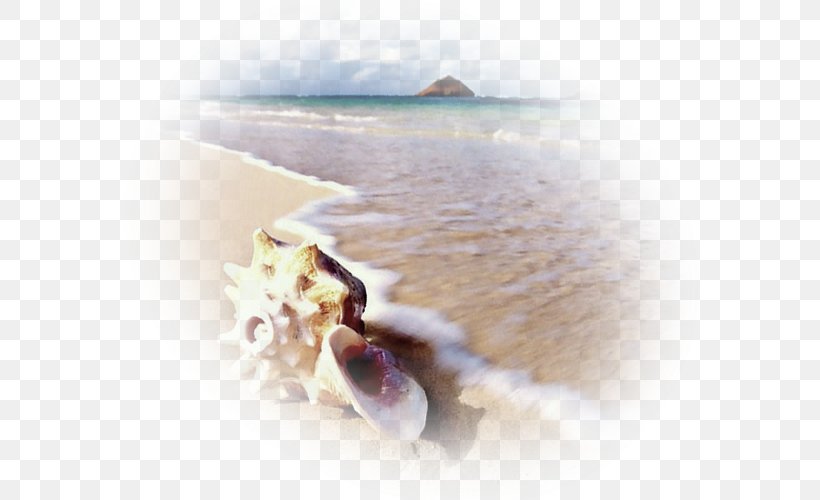 Sea Mollusc Shell Lagoon Bank Sand, PNG, 600x500px, Sea, Bank, Beach, Cove, Lagoon Download Free
