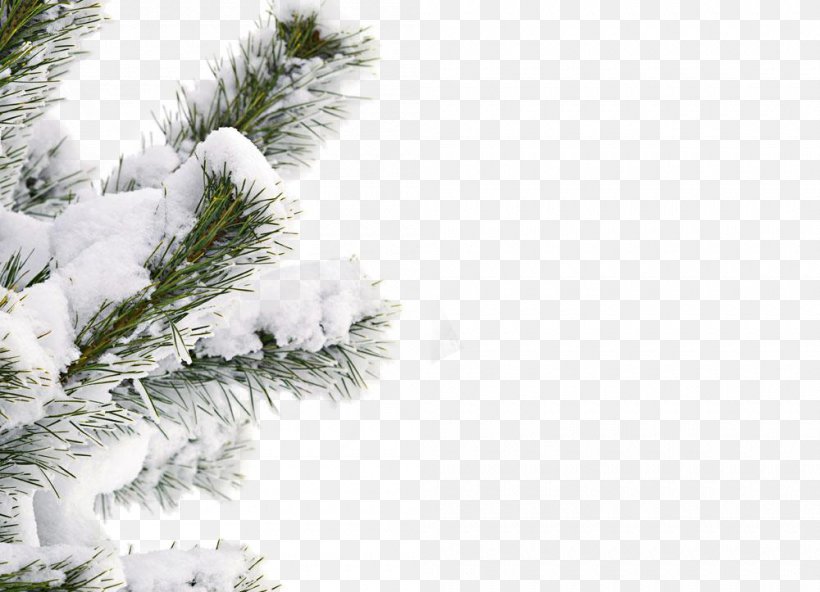 Snow Winter Tree Shutterstock, PNG, 1000x723px, Fir, Banco De Imagens, Branch, Bride Groom Direct, Christmas Tree Download Free