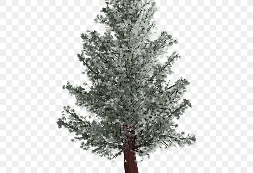 Spruce Fir Tree Pine Winter, PNG, 455x560px, Spruce, Branch, Christmas Tree, Conifer, Cypress Family Download Free