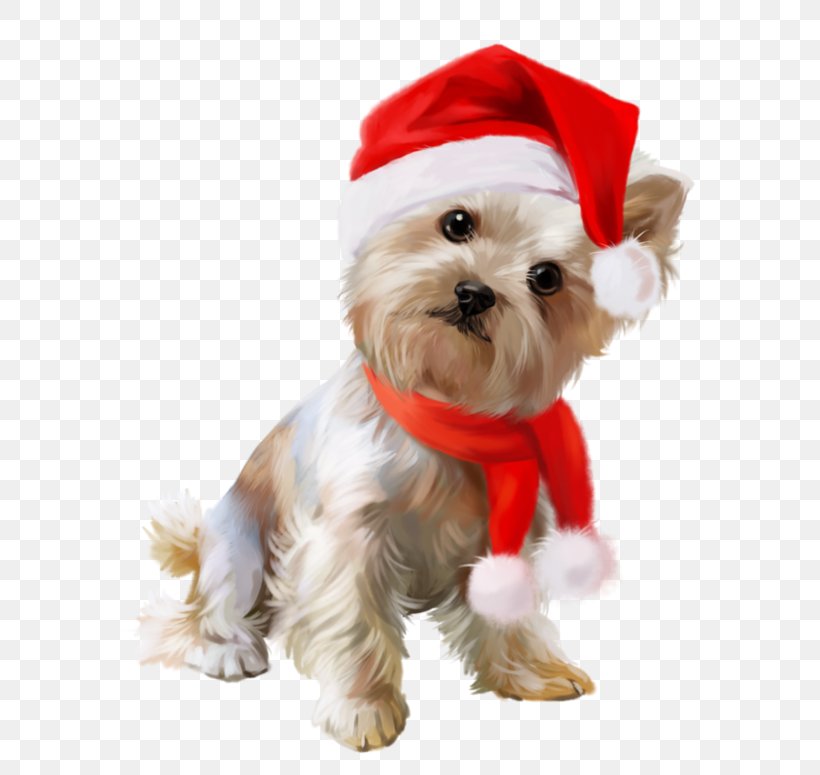 Yorkshire Terrier Puppy Maltese Dog Animation, PNG, 600x775px, Yorkshire Terrier, Animation, Bichon, Breed, Carnivoran Download Free
