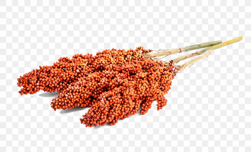 Broom-corn Sweet Sorghum Grain Seed Food, PNG, 1000x608px, Broomcorn, Ancient Grains, Cereal, Commodity, Crop Download Free