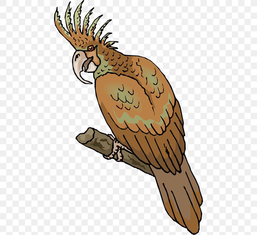 Clip Art Owl Parrot Bird Macaw, PNG, 476x750px, Owl, Accipitriformes, Animal, Beak, Bird Download Free