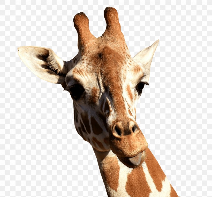 Giraffe Lamarckism Clip Art, PNG, 1920x1789px, Giraffe, Animal, Display Resolution, Fauna, Giraffidae Download Free