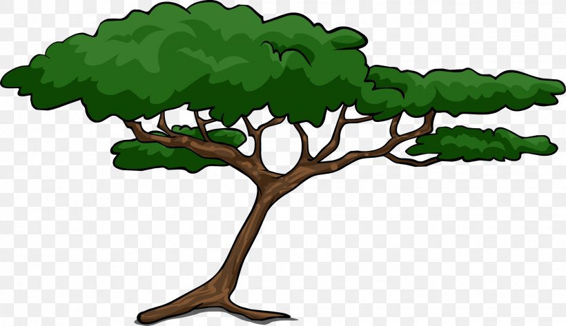 African Trees Wattles Acacia Clip Art, PNG, 2273x1312px, African Trees, Acacia, Arecaceae, Branch, Grass Download Free