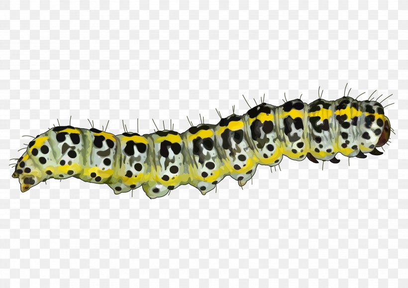Caterpillar Mopane Worm Pest Educational Technology Tenerife, PNG, 3508x2480px, Caterpillar, Animal, Area, Arthropod, Canary Islands Download Free