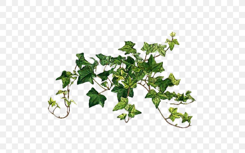 Common Ivy Vine Plants Image, PNG, 512x512px, Common Ivy, Bit, Branch, Flower, Flowering Plant Download Free