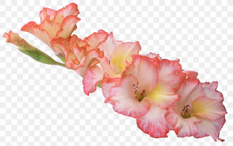 Gladiolus Xd7gandavensis Clip Art, PNG, 1696x1065px, Gladiolus, Birthday, Blossom, Color, Cut Flowers Download Free