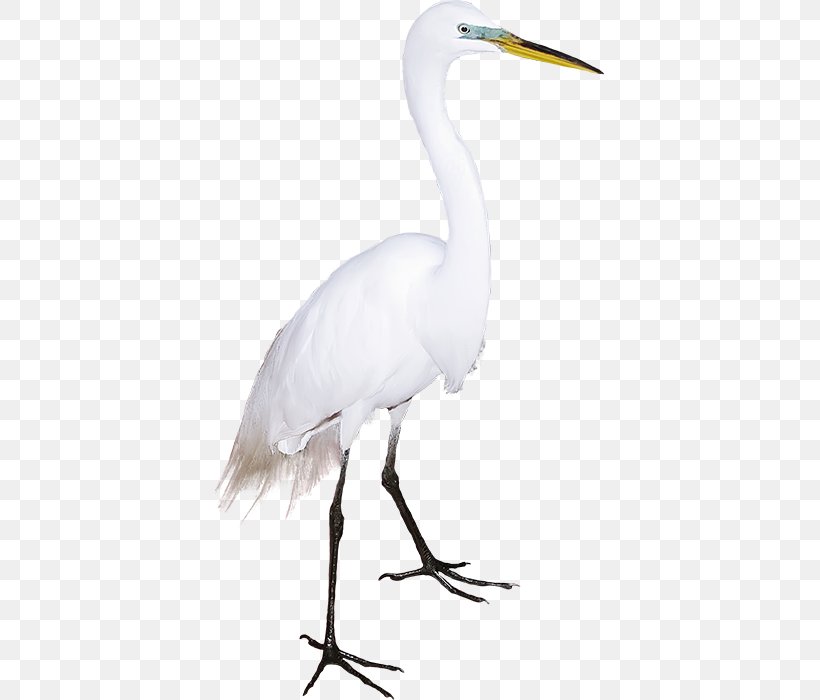 Great Egret Crane Bird Ibis, PNG, 390x700px, Great Egret, Ardea, Beak, Bird, Ciconia Download Free