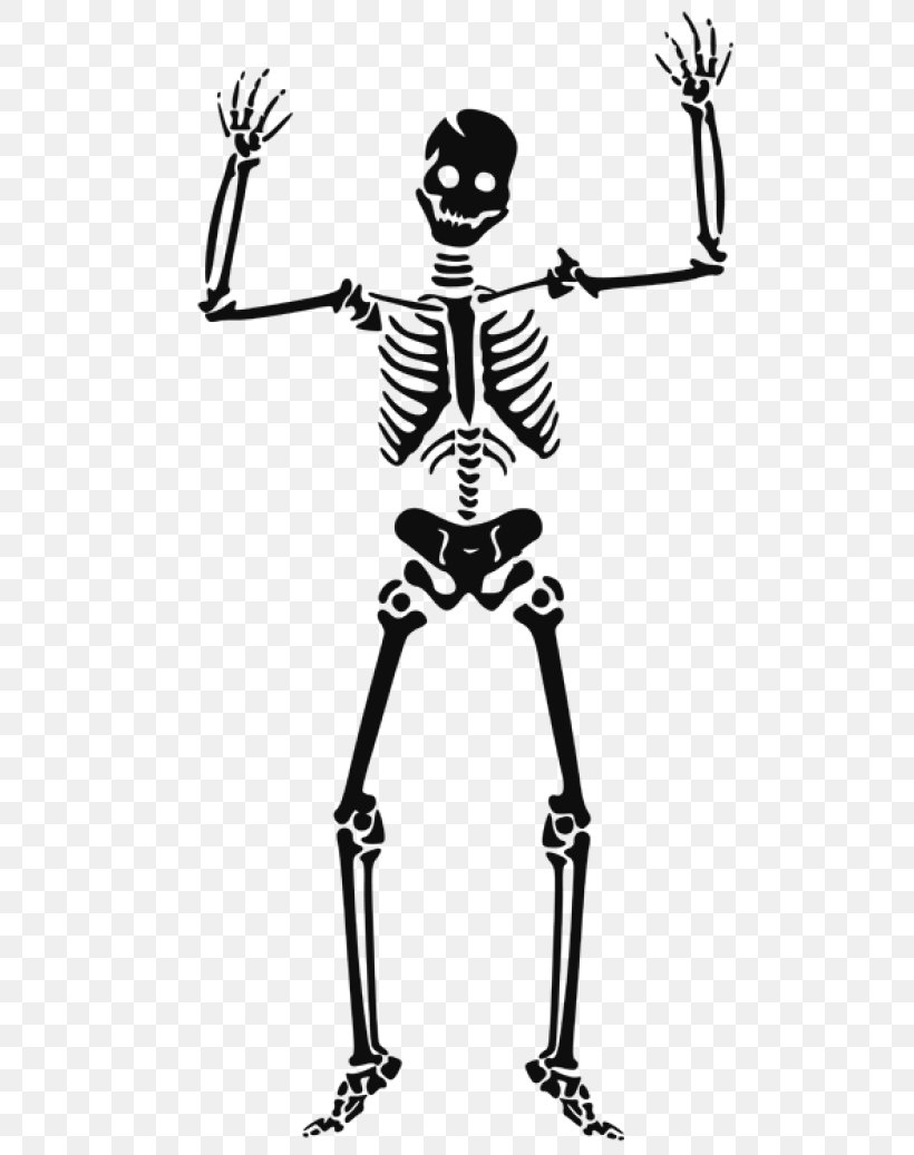 Human Skeleton Skull Clip Art, PNG, 640x1037px, Human Skeleton, Black And White, Bone, Halloween, Halloween Film Series Download Free