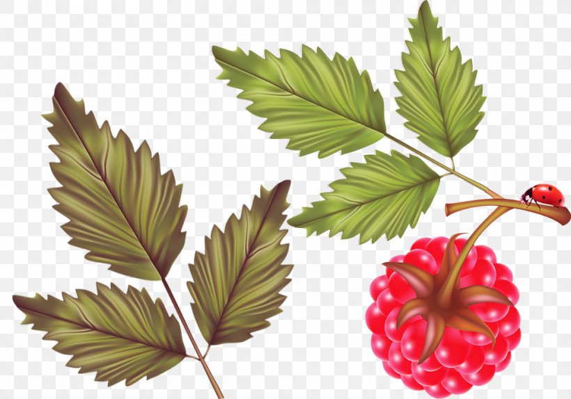 Red Raspberry Leaf Fruit, PNG, 1000x700px, Raspberry, Auglis, Berry, Fruit, Leaf Download Free