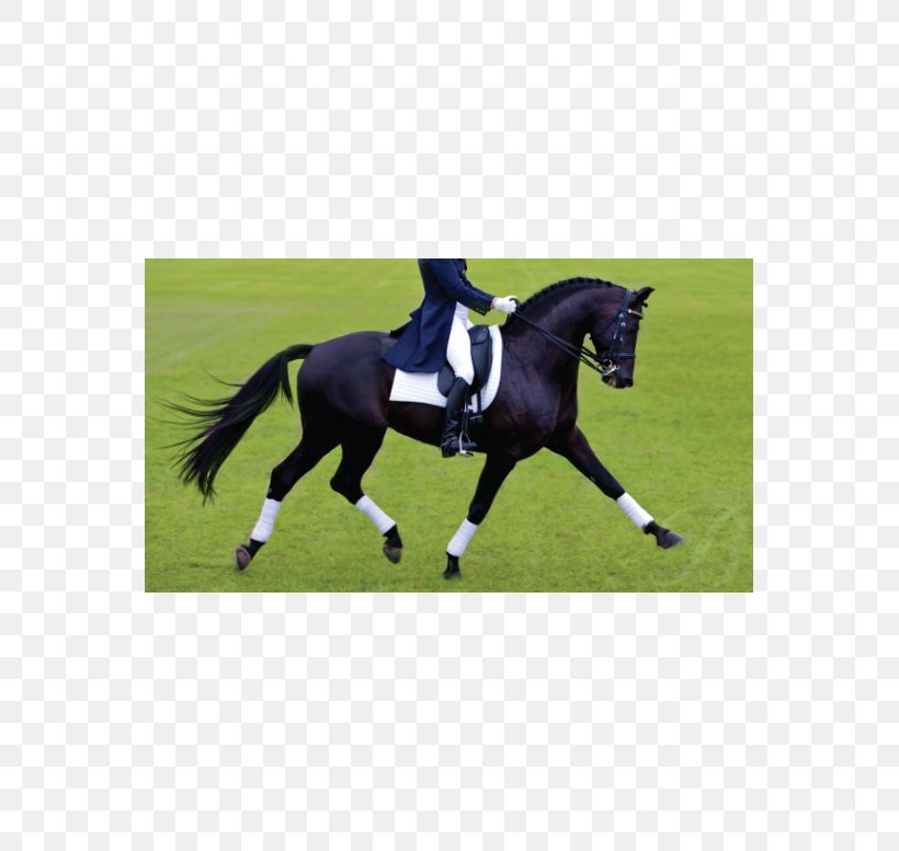 Thoroughbred Dressage Saddle Equestrian Bates Australia, PNG, 555x777px, Thoroughbred, Animal Sports, Animal Training, Bates Australia, Bit Download Free
