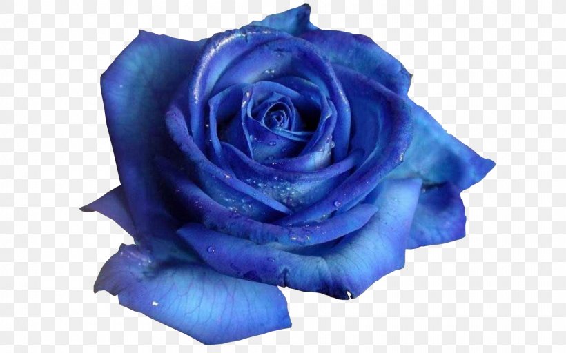 Blue Rose Flower Desktop Wallpaper, PNG, 1920x1200px, Blue Rose, Blue, Cobalt Blue, Cut Flowers, Display Resolution Download Free