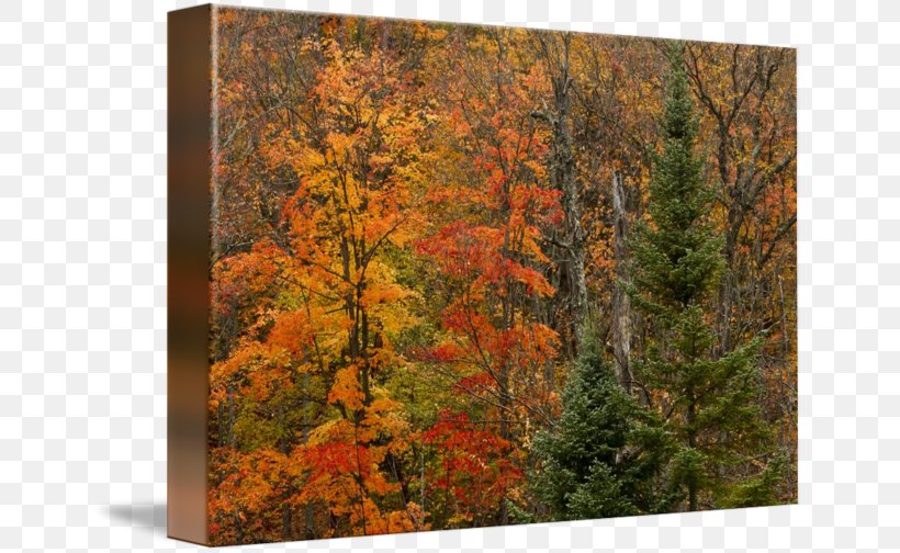 Maple Gallery Wrap Temperate Broadleaf And Mixed Forest Larch Northern Hardwood Forest, PNG, 650x504px, Maple, Art, Autumn, Biome, Broadleaved Tree Download Free