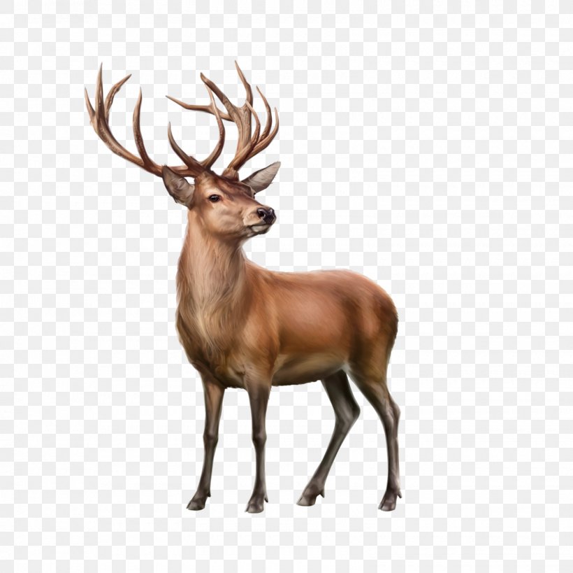 Reindeer Moose Clip Art, PNG, 1600x1600px, Reindeer, Animal, Antler, Deer, Elk Download Free