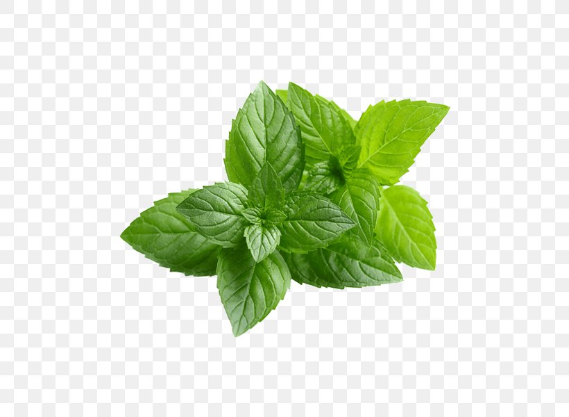 Chewing Gum Peppermint Mentha Spicata Organic Food Water Mint, PNG, 600x600px, Chewing Gum, Basil, Chervil, Coconut Oil, Flavor Download Free