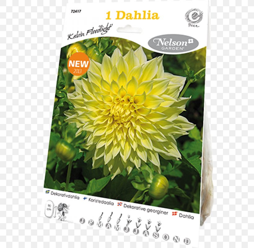Dahlia Flower Bulb Yellow Tuber, PNG, 800x800px, Dahlia, Arumlily, Bulb, Chrysanths, Daisy Family Download Free