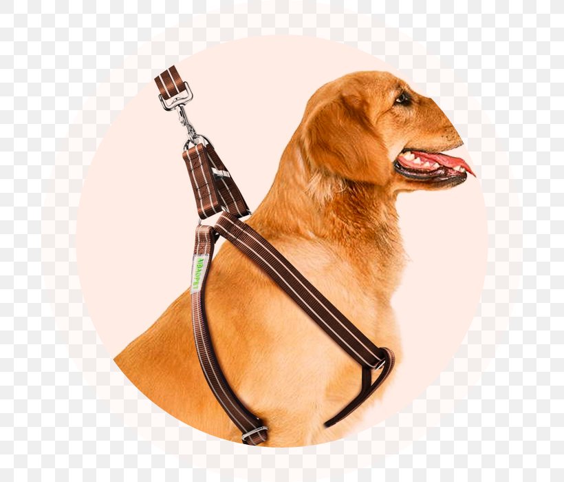 Dog Harness Leash Dog Collar Horse Harnesses, PNG, 700x700px, Dog Harness, Carnivoran, Chihuahua, Collar, Companion Dog Download Free