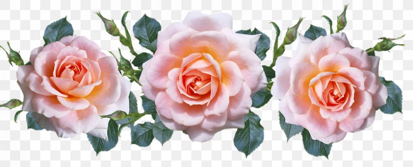 Garden Roses Cabbage Rose Cut Flowers Floribunda, PNG, 836x340px, Garden Roses, Cabbage Rose, Cut Flowers, Floral Design, Floribunda Download Free