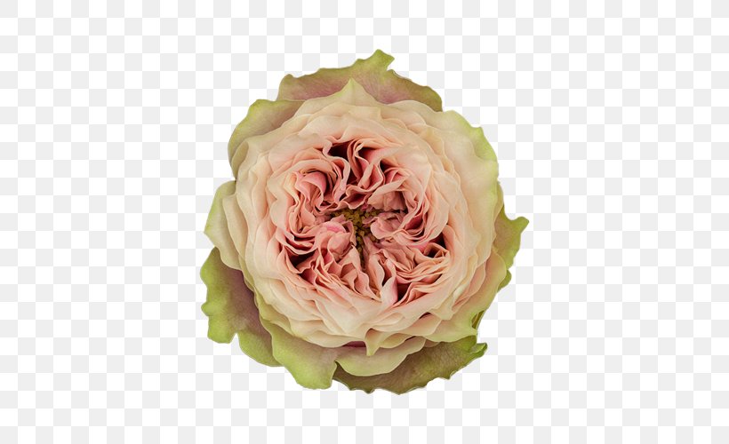 Garden Roses Helen Of Troy Cabbage Rose Flower Floristry, PNG, 500x500px, Garden Roses, Cabbage Rose, Cut Flowers, Floral Design, Floristry Download Free