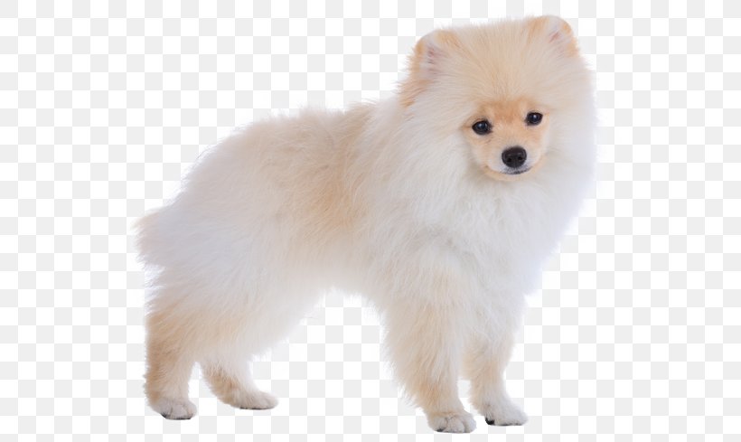 German Spitz Mittel German Spitz Klein Pomeranian Japanese Spitz Finnish Spitz Png 567x4px German Spitz Mittel