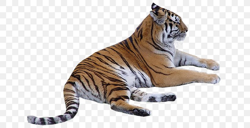 Tiger Big Cat Whiskers Terrestrial Animal, PNG, 650x419px, Tiger, Animal, Animal Figure, Bengal Tiger, Big Cat Download Free
