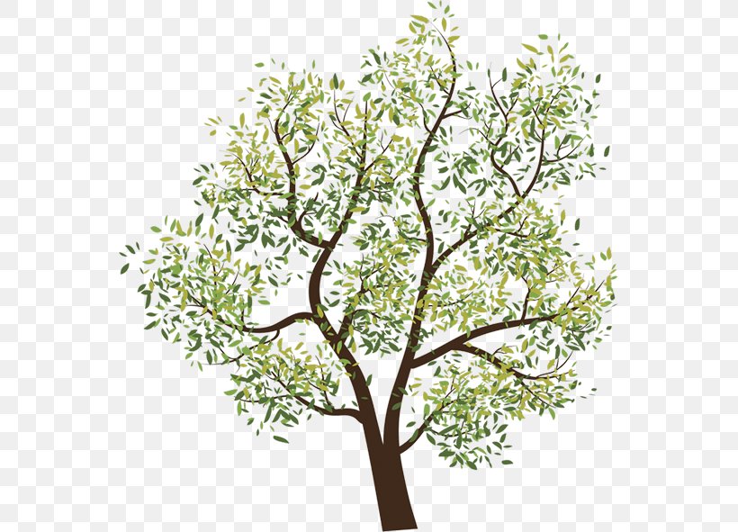 Tree Desktop Wallpaper Clip Art, PNG, 555x591px, Tree, Branch, Flora, Flower, Flowering Plant Download Free