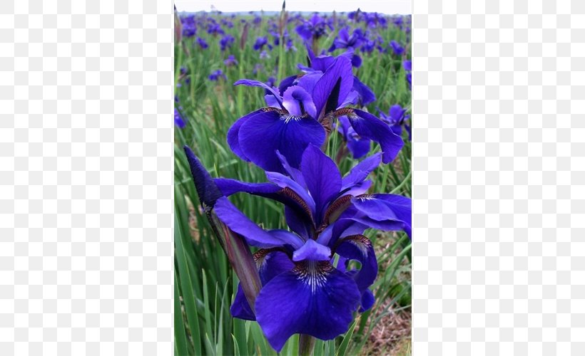 Northern Blue Flag Siberian Iris Bulb Orris Root Plant, PNG, 500x500px, Northern Blue Flag, Blue, Bulb, Bushel, Flower Download Free