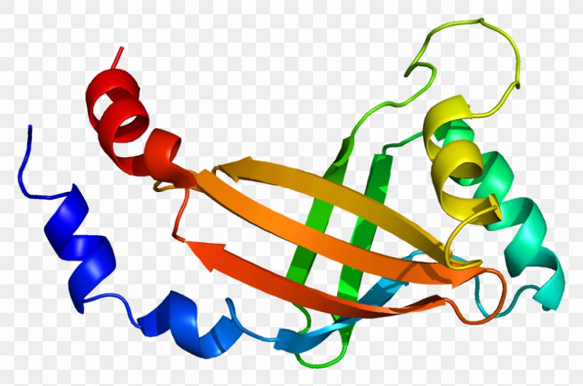 RUNX1 CBFB RUNX2 Core Binding Factor Protein, PNG, 834x553px, Watercolor, Cartoon, Flower, Frame, Heart Download Free