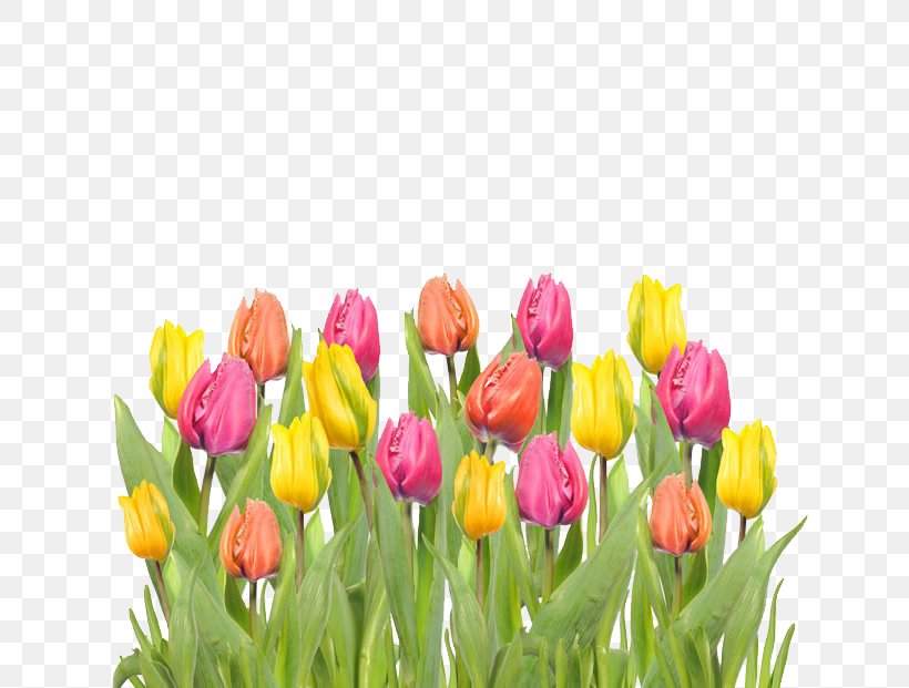 Tulip Mania Flower, PNG, 650x621px, Tulip Mania, Color, Cut Flowers, Floristry, Flower Download Free