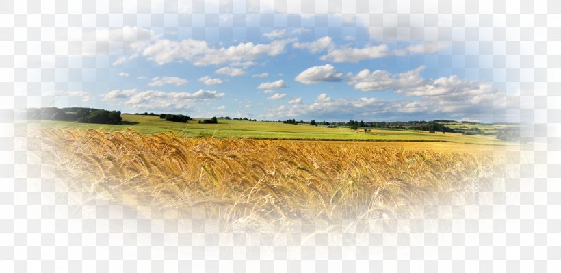 Desktop Wallpaper Rural Area Wheat Field Corn Agriculture, PNG, 1153x562px, Rural Area, Agriculture, Aphorism, Computer, Crop Download Free