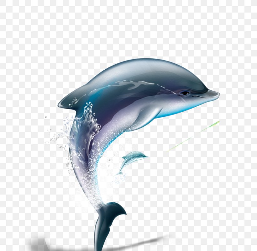 Dolphin Computer File, PNG, 800x800px, Dolphin, Adobe Freehand, Common Bottlenose Dolphin, Fin, Hot Water Dispenser Download Free