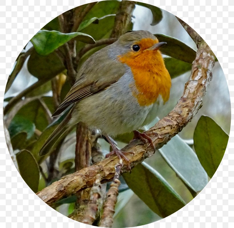 European Robin Finch Fauna Cuckoos Beak, PNG, 800x800px, European Robin, Beak, Bird, Branch, Cuckoos Download Free