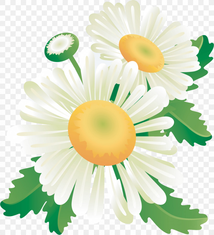 Marguerite Gerbera Daisy, PNG, 922x1013px, Marguerite, Autumn Flower, Blog, Chamomile, Daisy Download Free