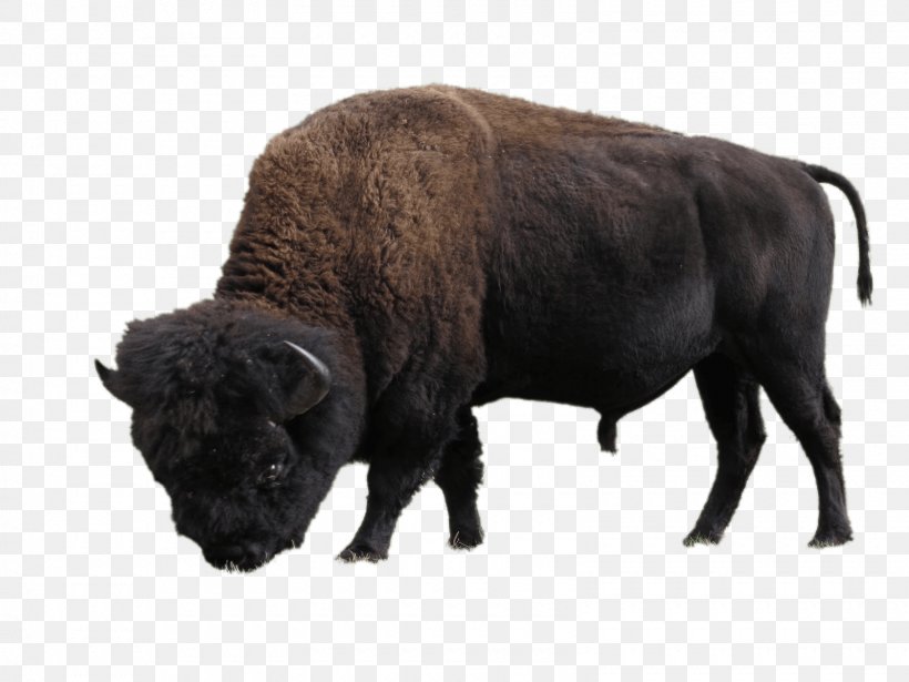 Elk Island National Park Wood Buffalo National Park American Bison, PNG, 1600x1200px, Elk Island National Park, Alberta, American Bison, Animal, Bison Download Free