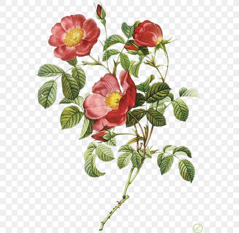 Flowers Les Roses Pierre-Joseph Redouté (1759-1840) Drawing, PNG, 573x800px, Flowers, Art, Artist, Botanical Illustration, Branch Download Free
