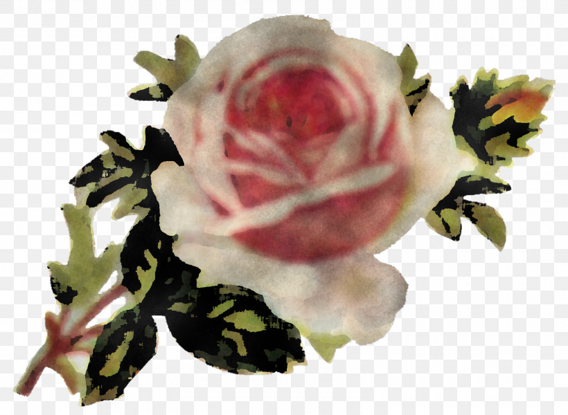 Garden Roses, PNG, 1600x1172px, Garden Roses, Cut Flowers, Floribunda, Flower, Hybrid Tea Rose Download Free
