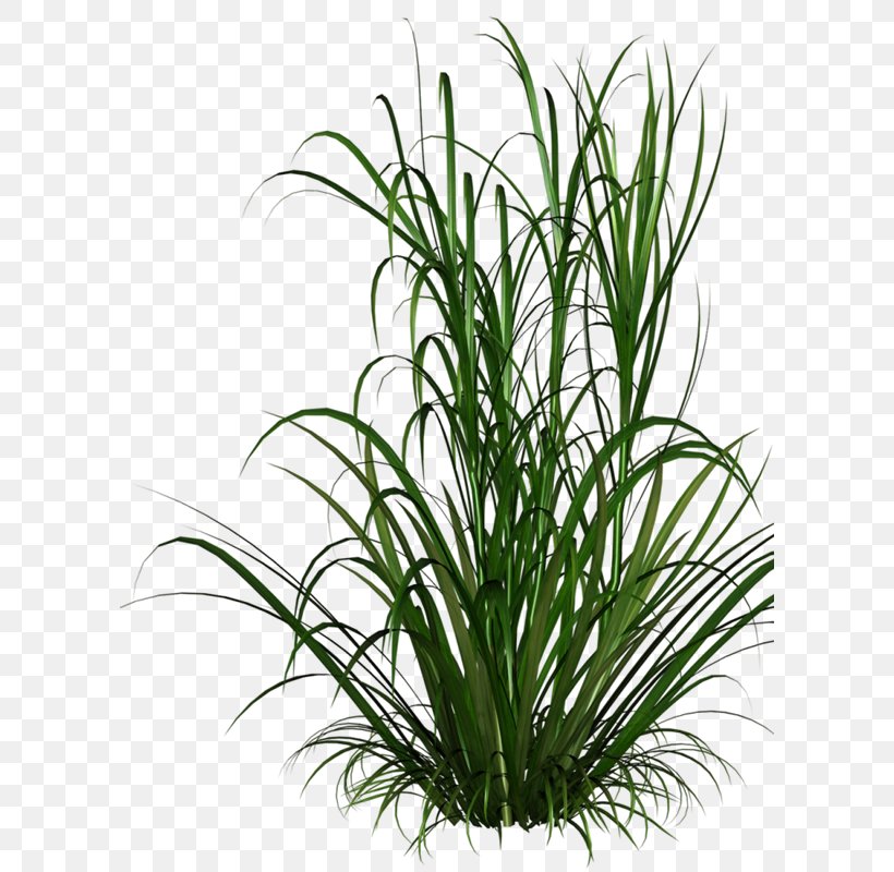 Grasses Clip Art, PNG, 600x800px, Grasses, Evergreen, Flower, Flowerpot, Garden Download Free