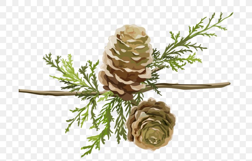 Larch Google Images Download Cartoon, PNG, 700x525px, Larch, Branch, Cartoon, Conifer, Conifer Cone Download Free