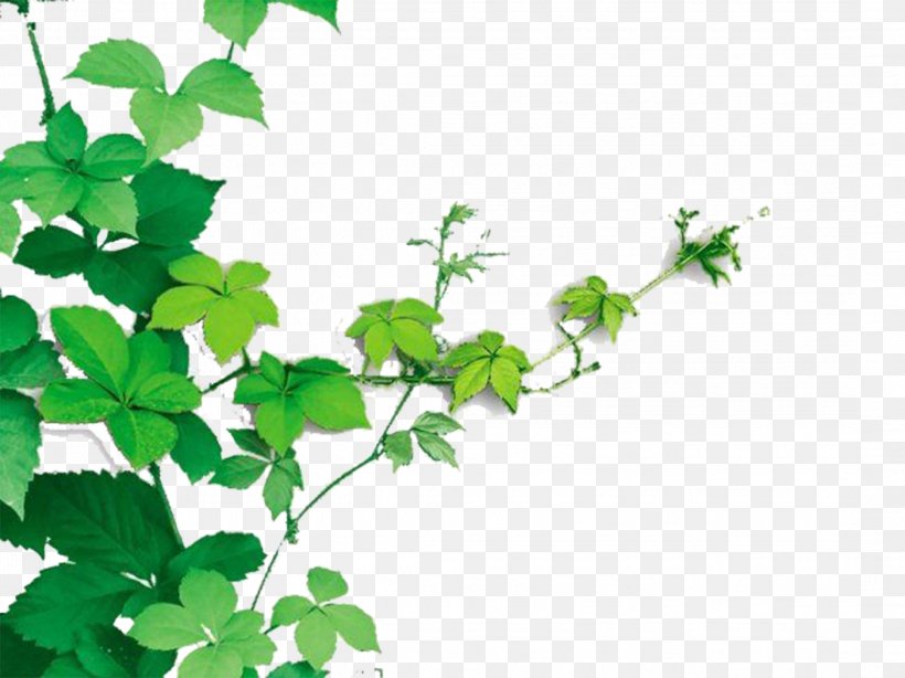 Vine Plant Raster Graphics, PNG, 2167x1624px, Vine, Advertising, Branch, Color, Fallopia Multiflora Download Free